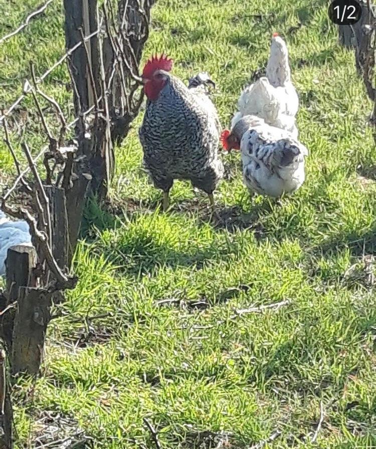 הוילה Fleury-la-Riviere Floressens En Champagne Terrasse Privative Sur Le Vignoble מראה חיצוני תמונה