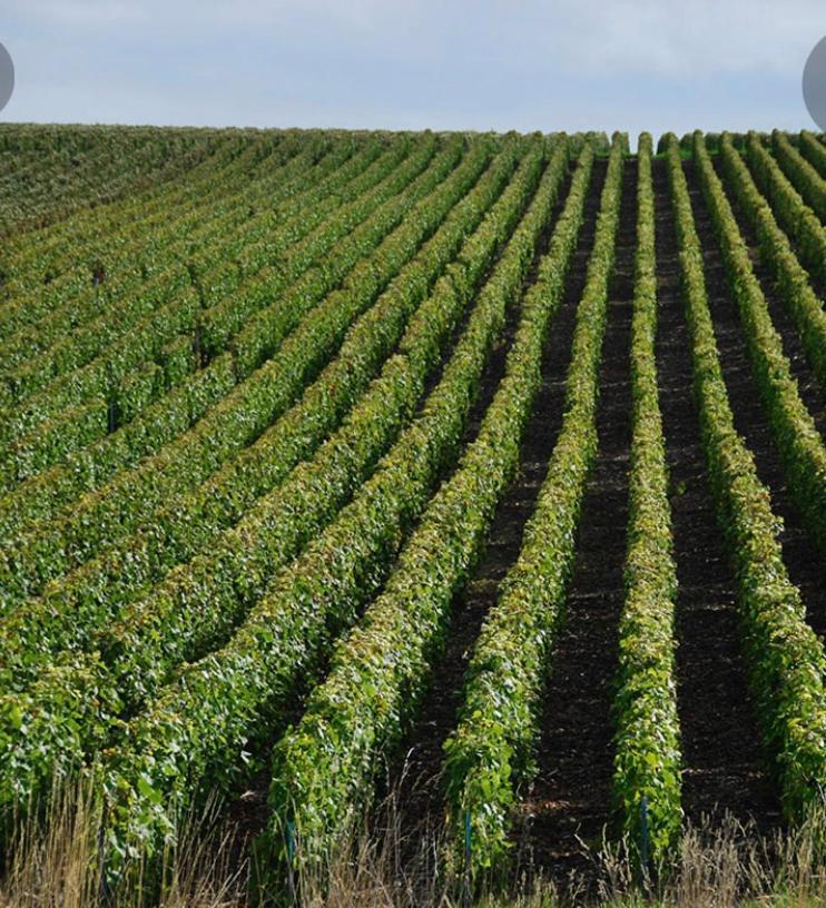 הוילה Fleury-la-Riviere Floressens En Champagne Terrasse Privative Sur Le Vignoble מראה חיצוני תמונה